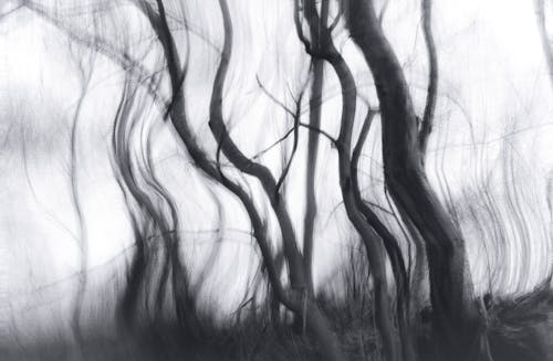 Foto d'estoc gratuïta de abstracte, arbre, arbres grans