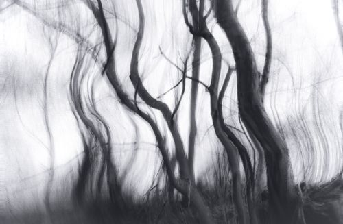 Free Blurred abstract black and white image of forest trees creating a surreal effect. Stock Photo