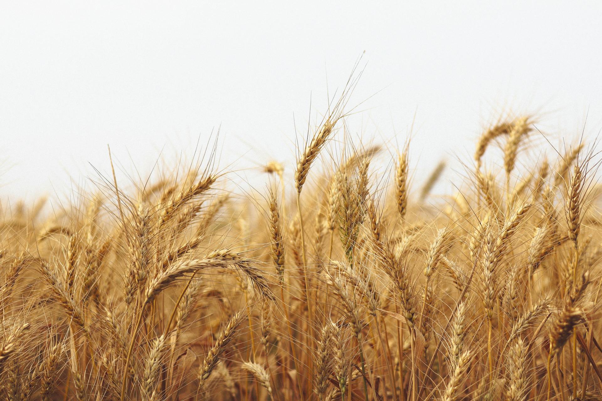 Lush wheat field on a sunny day in Pabna, Bangladesh, showcasing golden ears swaying in the breeze.