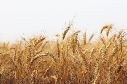 Free Lush wheat field on a sunny day in Pabna, Bangladesh, showcasing golden ears swaying in the breeze. Stock Photo