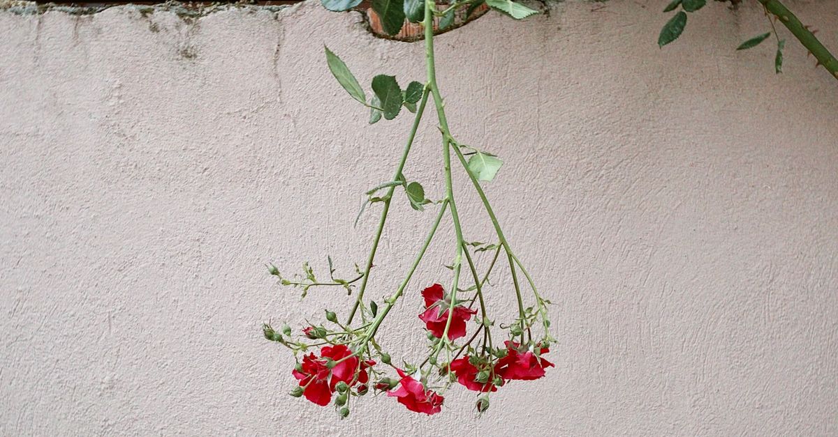 Red Roses Hanging by a White Wall · Free Stock Photo