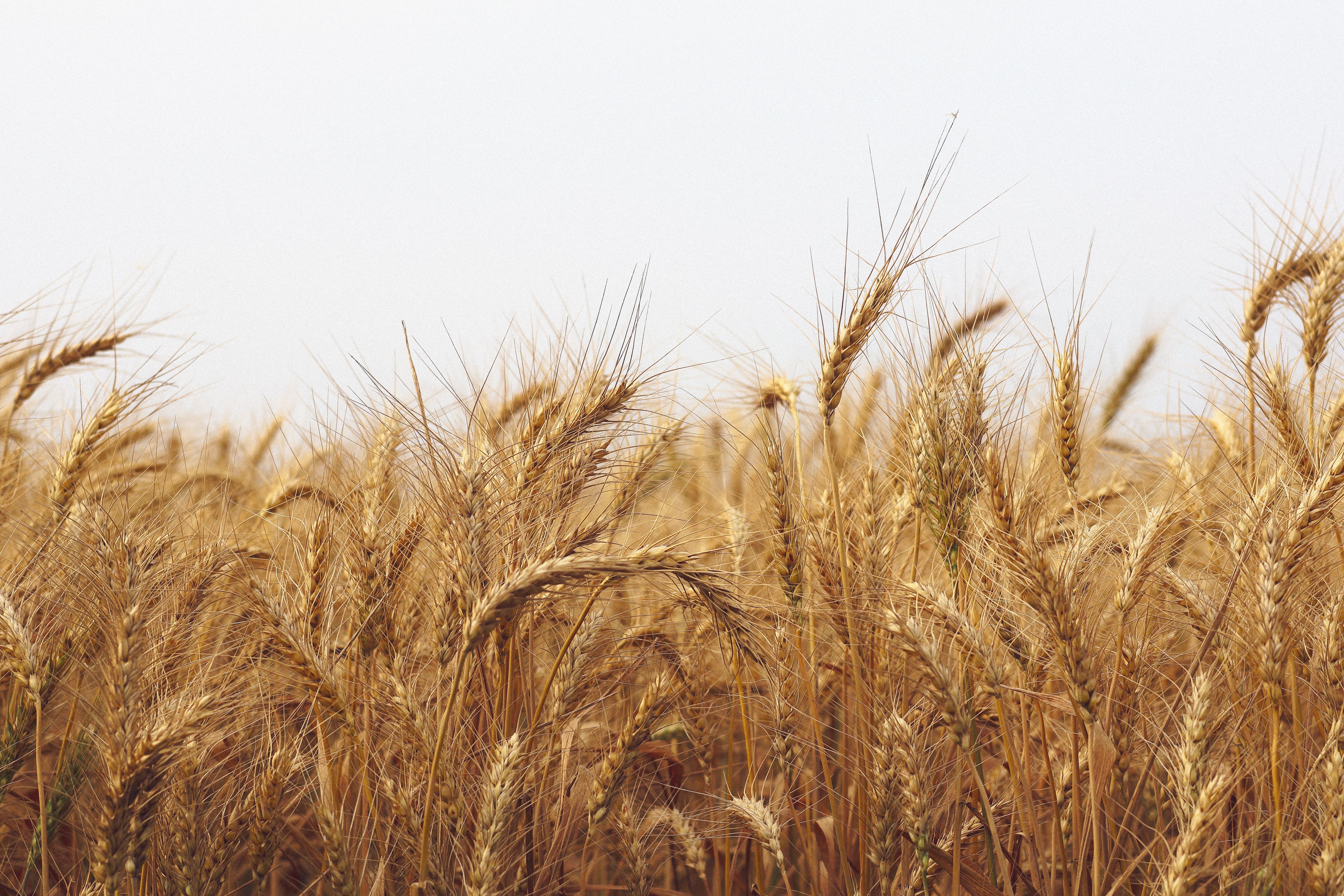 Foto de stock gratuita sobre agrario, agrícola, agricultura ...