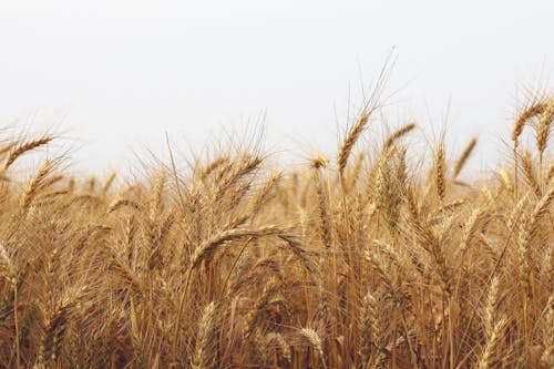 Growth of wheat in the farmland 