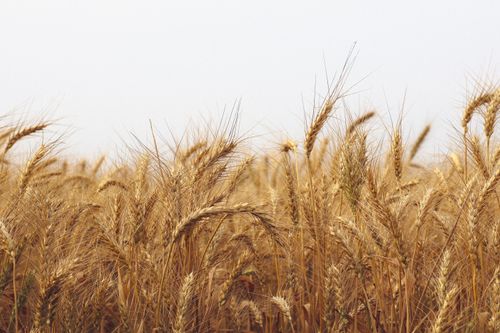Free A serene view of a golden wheat field in Bangladesh, capturing the essence of rural agriculture. Stock Photo