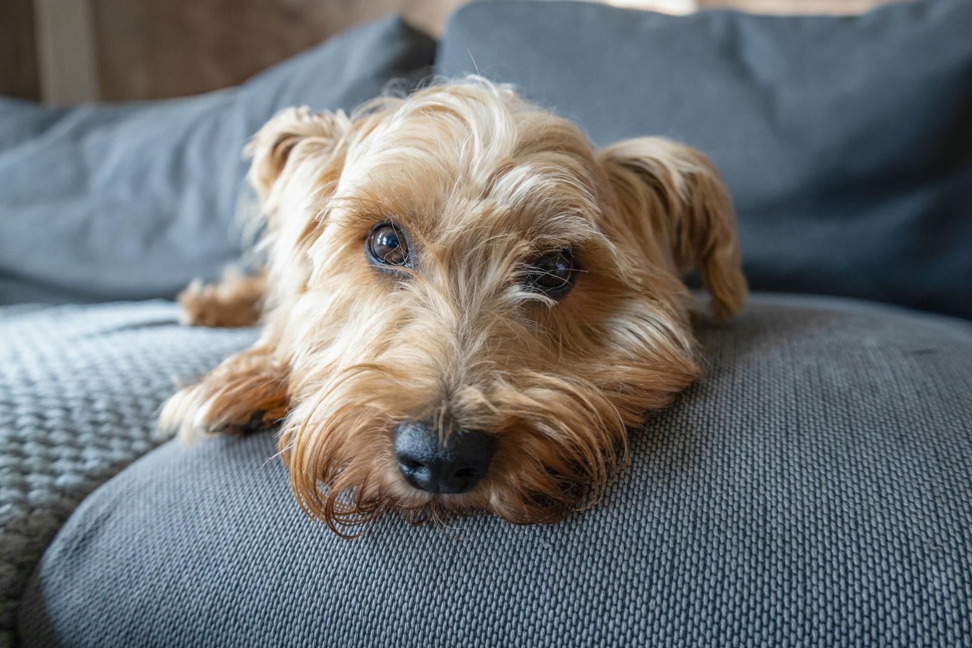 Un Norfolk Terrier allongé sur un canapé gris