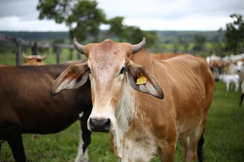 bezplatná Základová fotografie zdarma na téma býk, farma, farmářské zvíře Základová fotografie