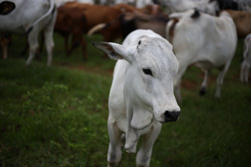 Foto stok gratis banteng, binatang peternakan, binatang ternak