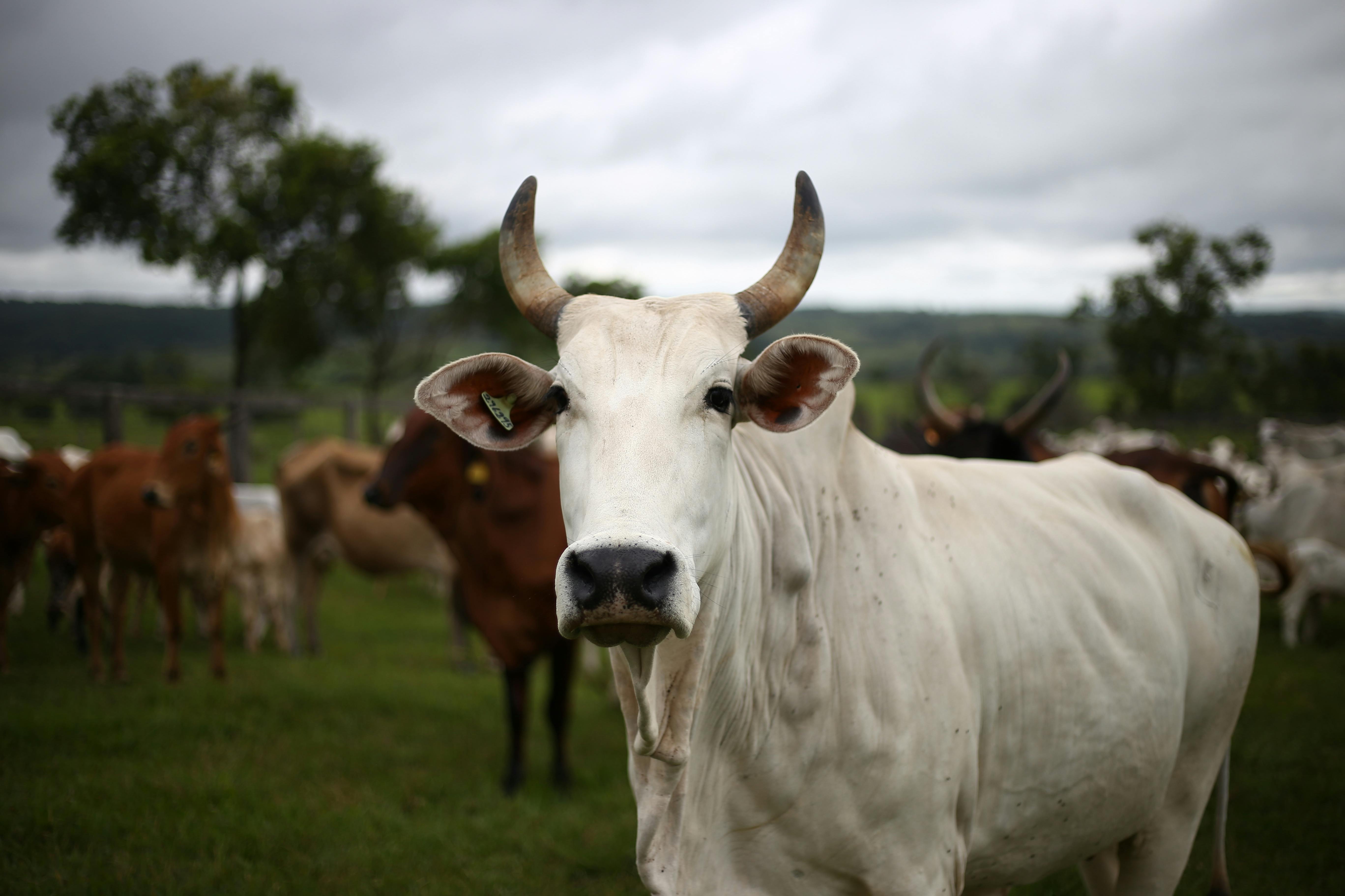 Foto de stock gratuita sobre animal de granja, animales de granja, finca rural