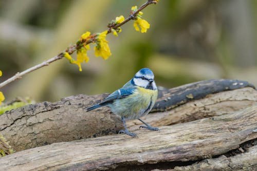 A blue and yellow bird perched on a branch