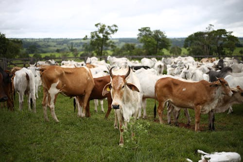Безкоштовне стокове фото на тему «корови, свійські тварини, сільськогосподарські угіддя» стокове фото