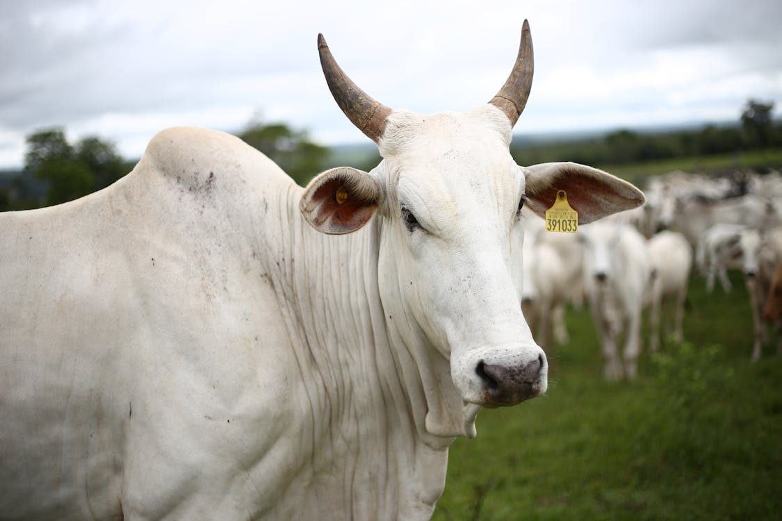 Foto stok gratis banteng, binatang peternakan, binatang ternak