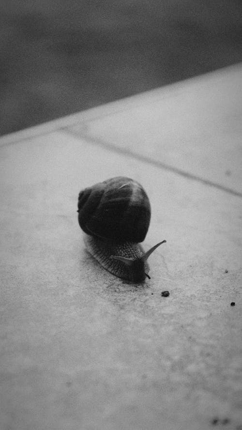 snail