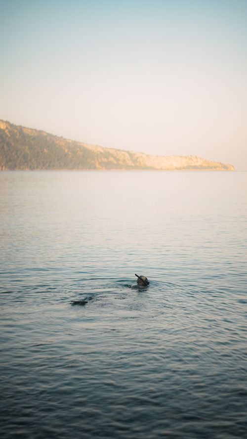 Free Serene image of a lone swimmer in calm ocean waters against a distant coastline, perfect for vacation themes. Stock Photo