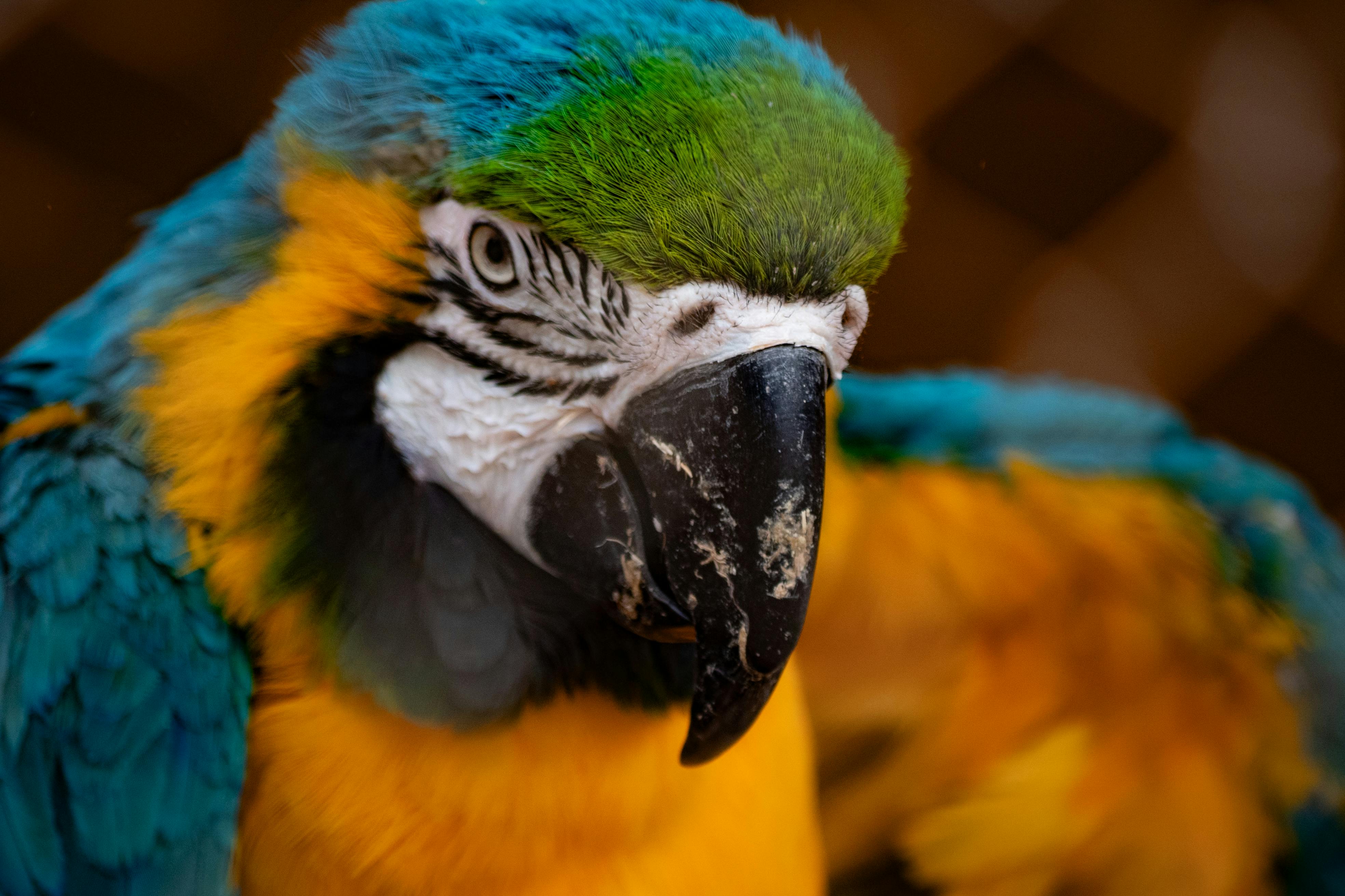 Espècie animal invasora a Catalunya, impacte de la fauna al·lòctona sobre els ecosistemes mediterranis