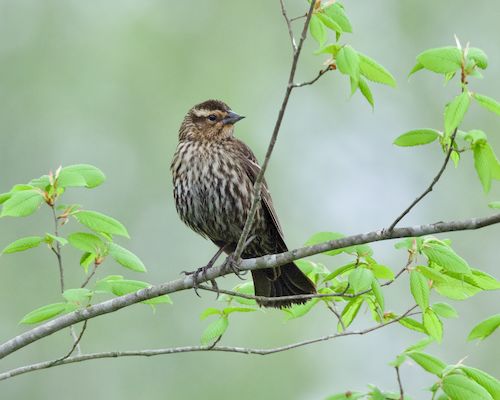 Free Close-up of a Red-Winged Blackbird perched on a branch in nature. Stock Photo