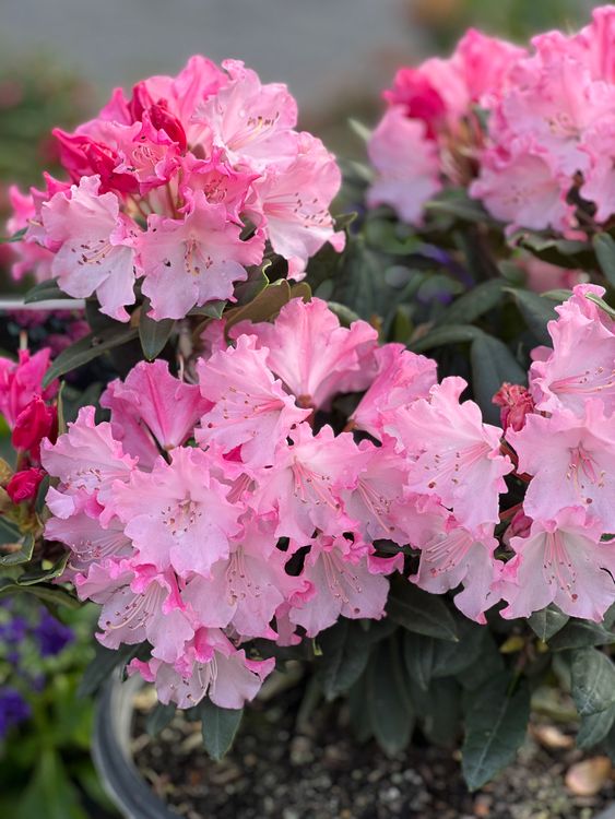 Close-up of Rhododendron · Free Stock Photo