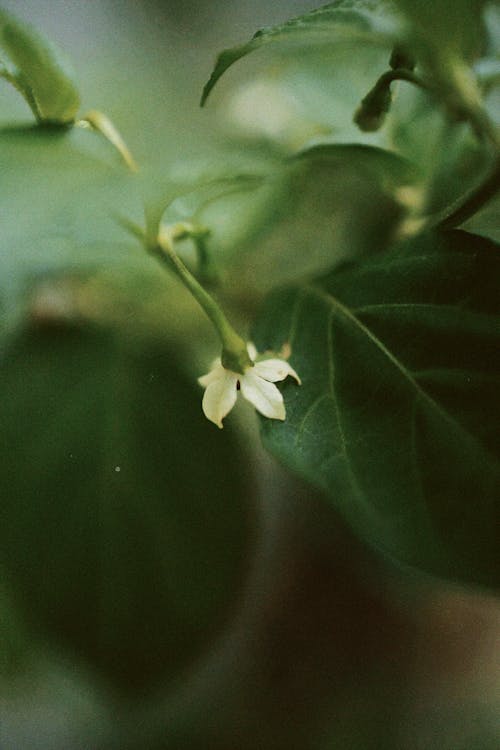 Gratis lagerfoto af 4k-baggrund, æstetisk tapet, blå blomst