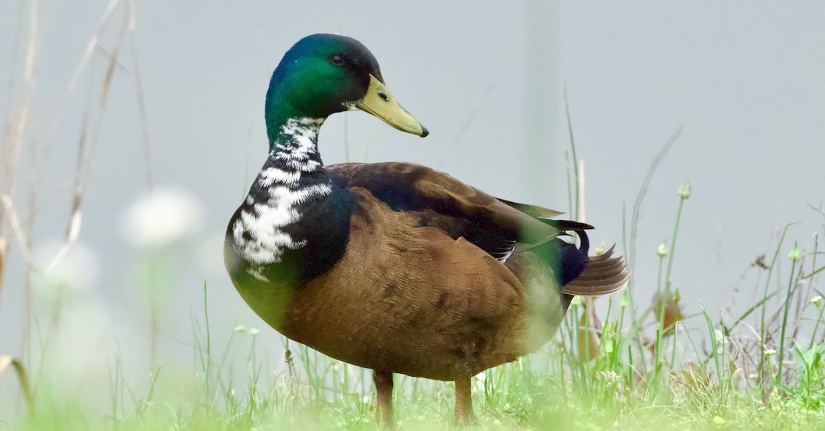Duck Rasim Close-up of a Ruan Duck · Free Stock Photo
