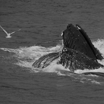 A humpback whale breaching in the ocean near Hoonah, Alaska with a seagull flying nearby in black and white.