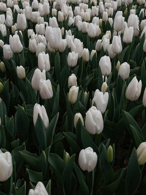 Kostnadsfri bild av blad, blomma, blomning