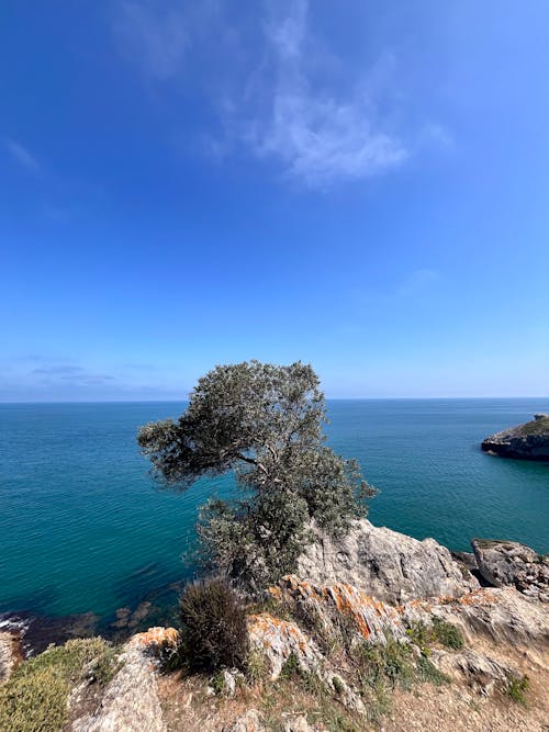 A lone tree on a cliff overlooking the ocean