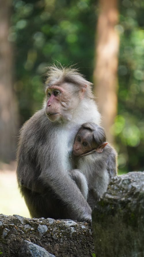 Immagine gratuita di albero, animale, cappellone