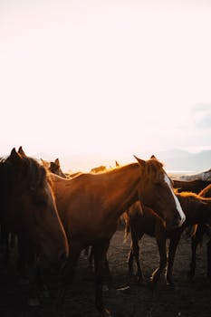 A herd of horses captured at sunset in Hürmetci, Kayseri. Perfect for nature and travel themes.
