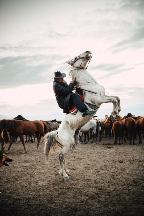 Free A dramatic scene of a man on a rearing horse in a herd, set in Hürmetci, Kayseri, Türkiye. Stock Photo