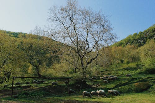 Foto profissional grátis de agricultura, árvore, campo