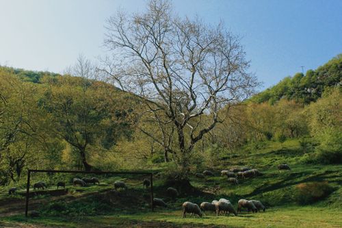 Free Sheep grazing peacefully on a lush green pasture under a clear sky, amidst rolling hills. Stock Photo