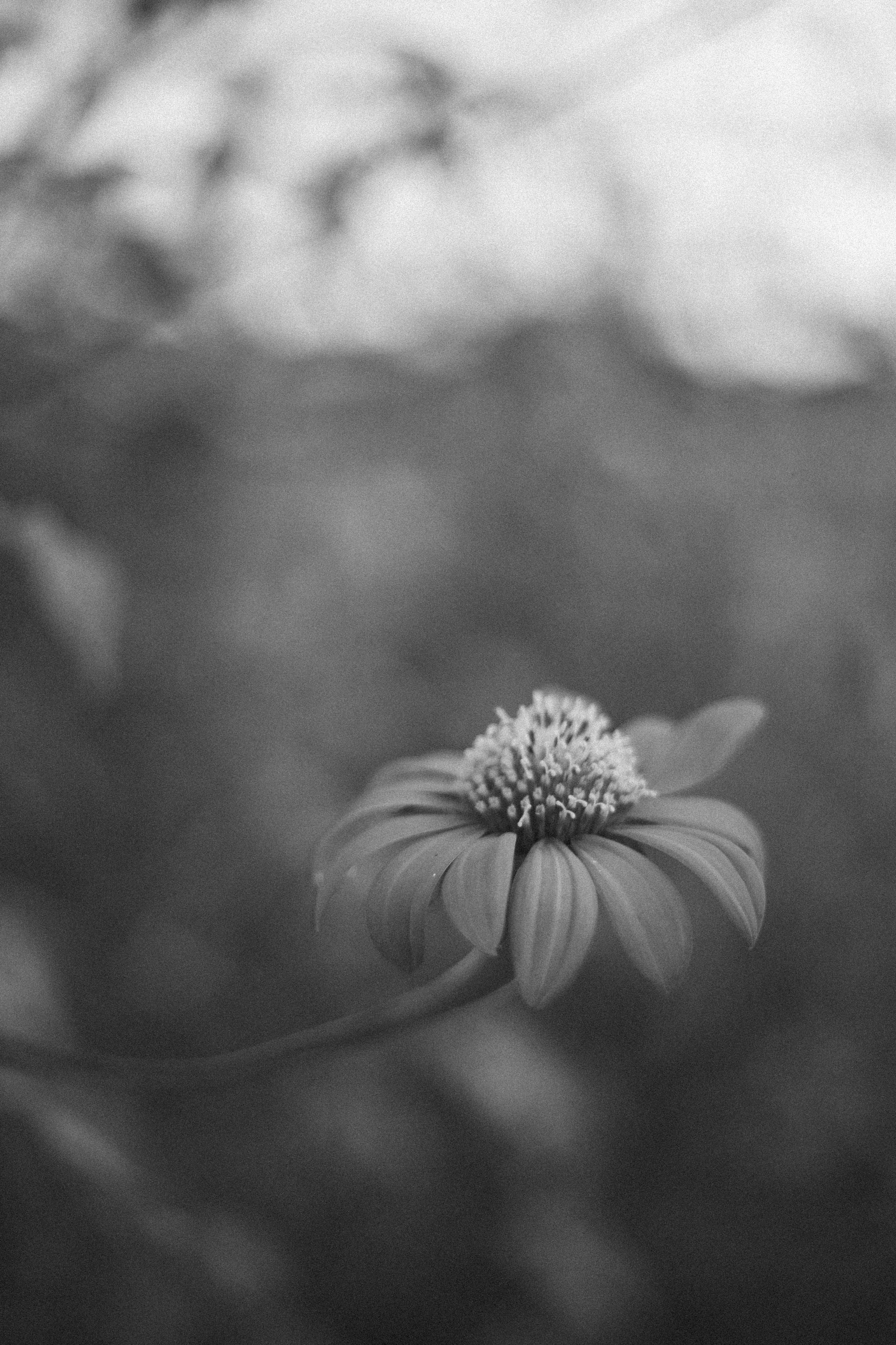 Artistic black and white photo of a single flower with selective focus and blurred background.