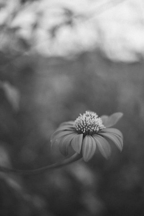 Black and white photograph of a flower