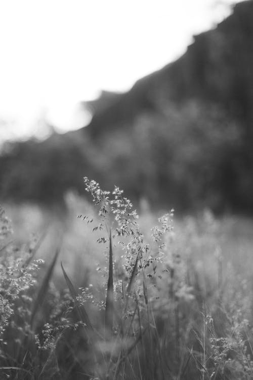 Black and white photo of grass in the mountains