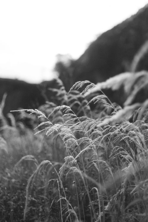 Free Tranquil black and white image of a rural meadow with wind-swept grasses, evoking a natural and peaceful ambiance. Stock Photo