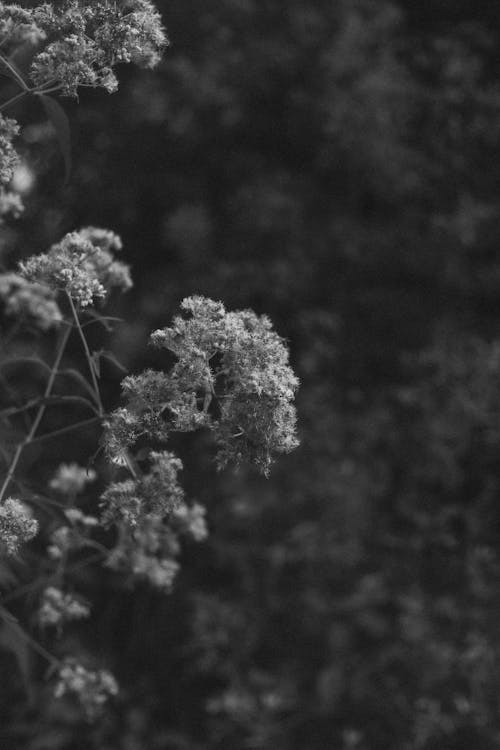 Black and white photo of flowers in the woods