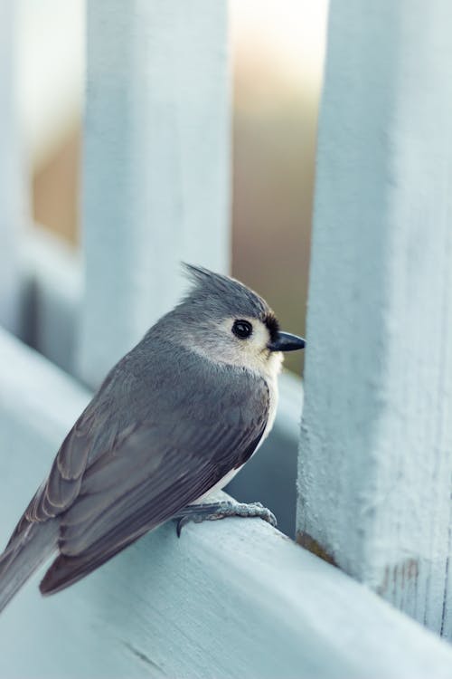A small bird perched on a railing