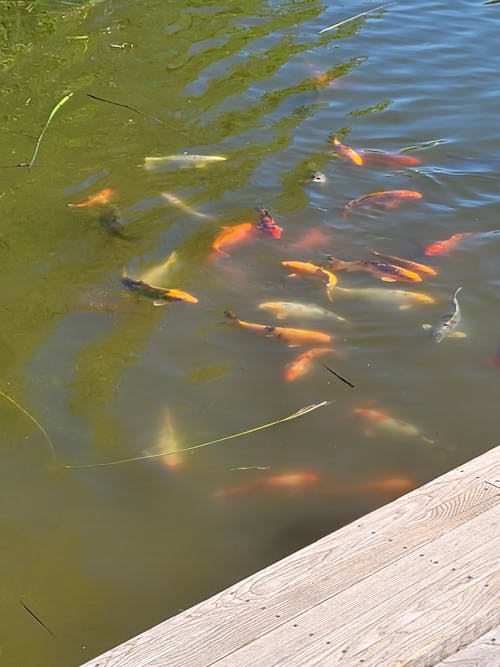bahar, balık, doğa içeren Ücretsiz stok fotoğraf