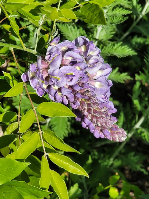 Light Purple Flower