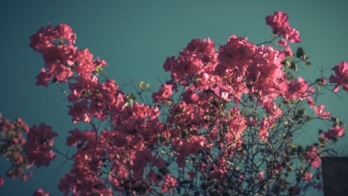 五彩紙屑, 盛開的鮮花, 電影 的 免費圖庫相片