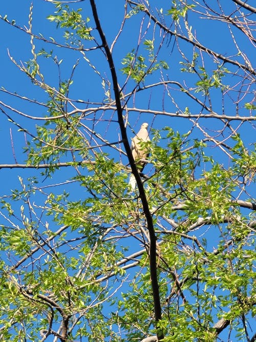 Dove in Tree