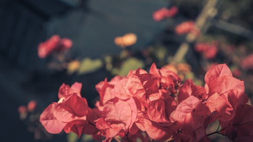 4k背景, 拍戲, 美麗的花朵 的 免費圖庫相片