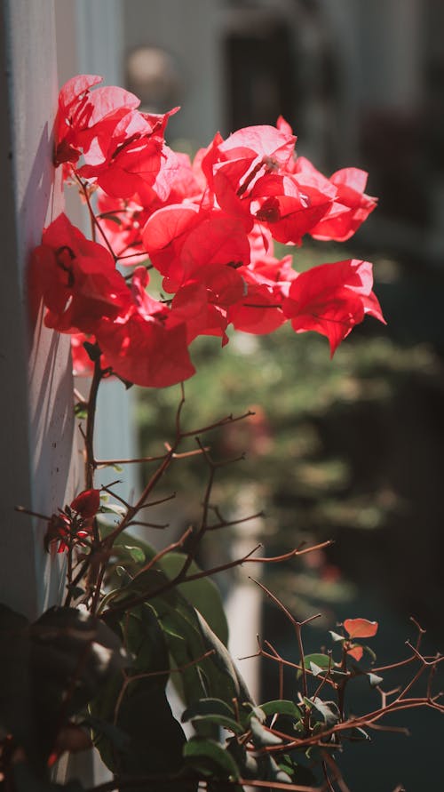 五彩紙屑, 花, 陽光 的 免費圖庫相片