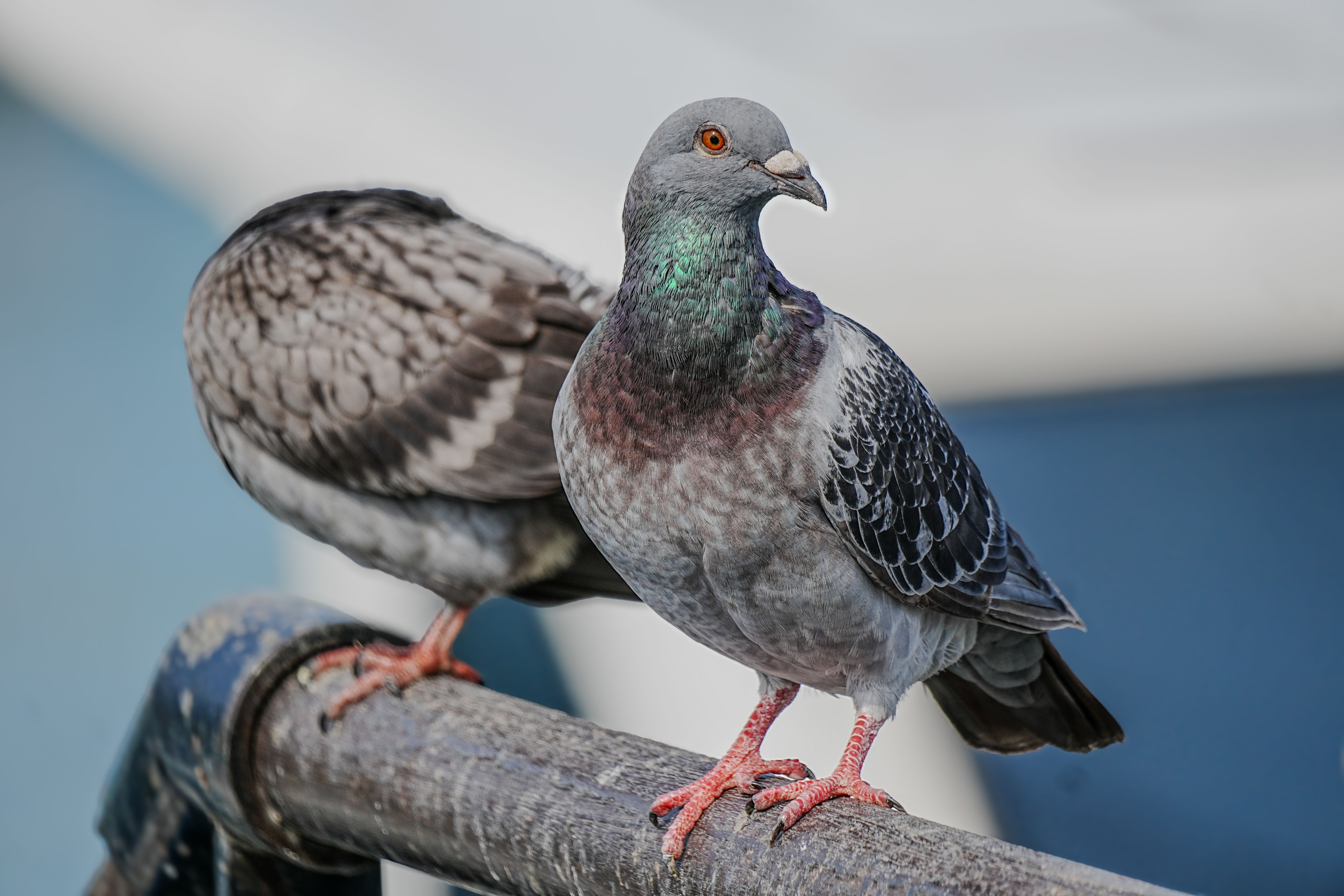 Pigeon Key — Street, Pigeon Key