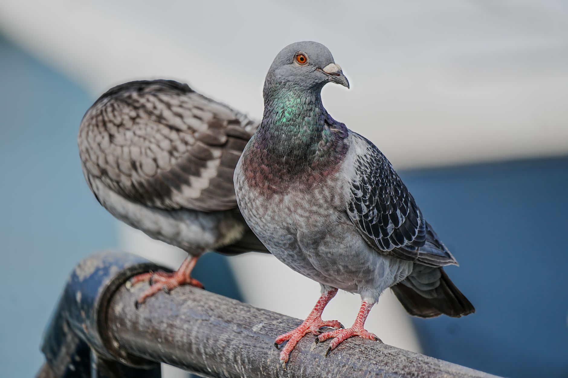Pigeon Key — Street, Pigeon Key