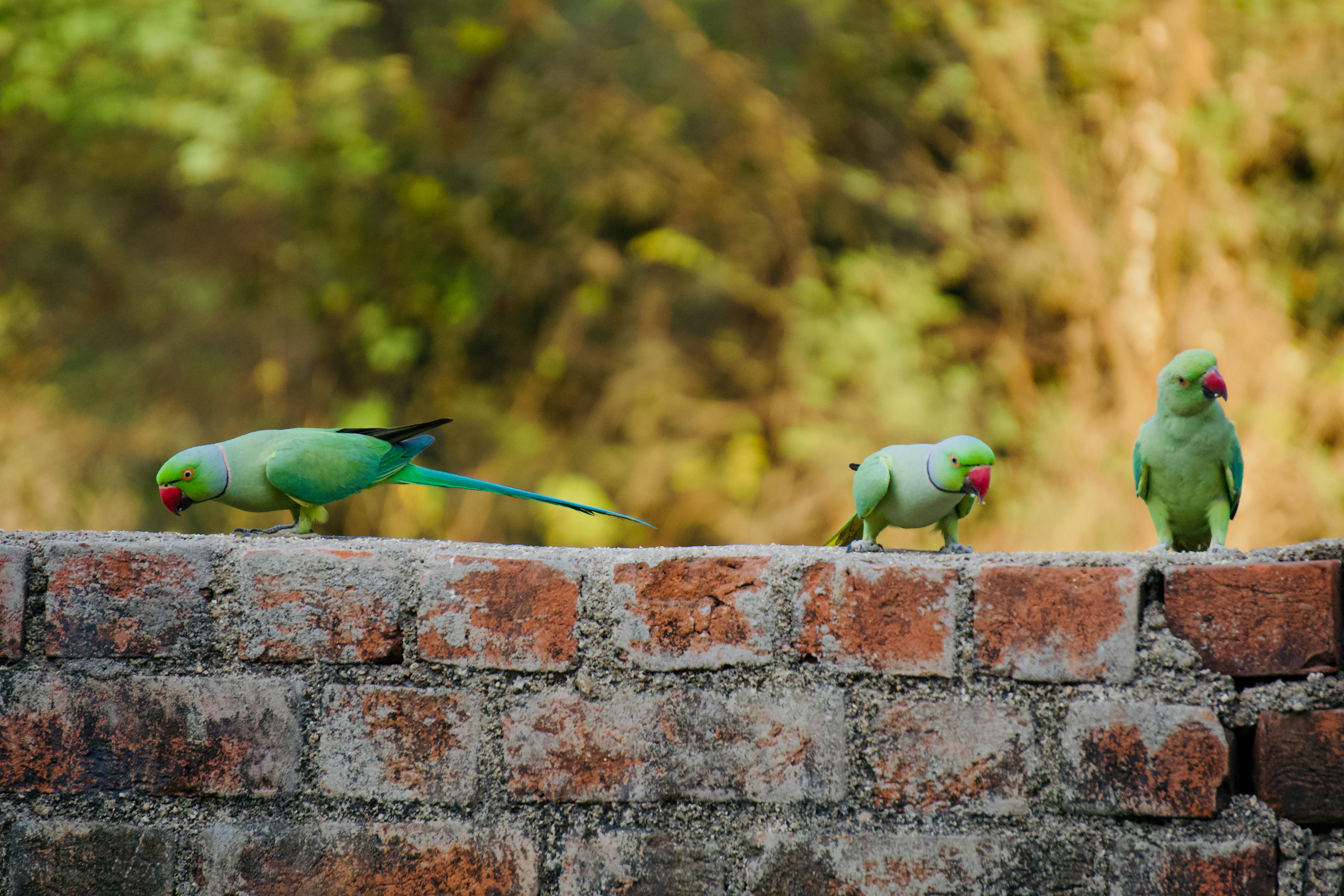 Orangutan in the wild