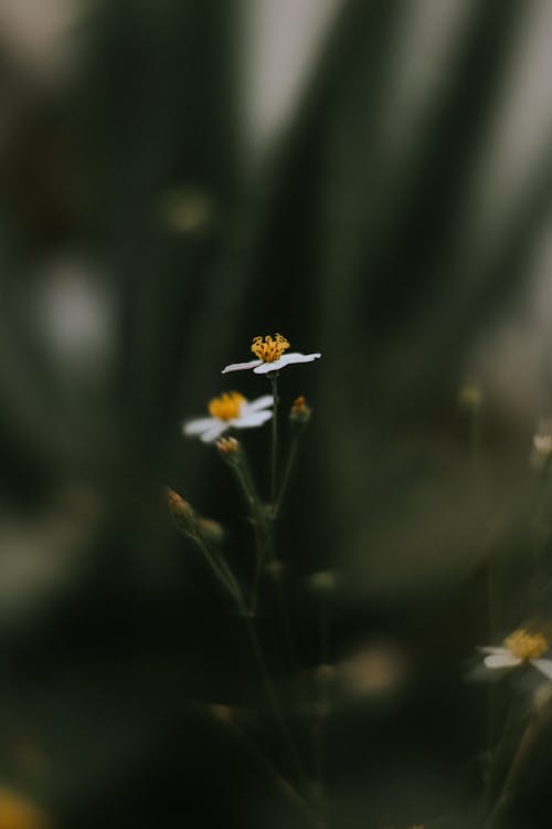 Flores De Pétalos Blancos