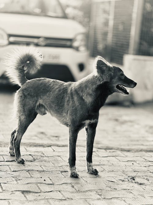 Foto stok gratis anjing coklat, anjing jalanan, hitam & putih
