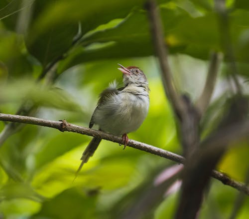 Fotobanka s bezplatnými fotkami na tému birdlovers, birdnerd, birdphotography