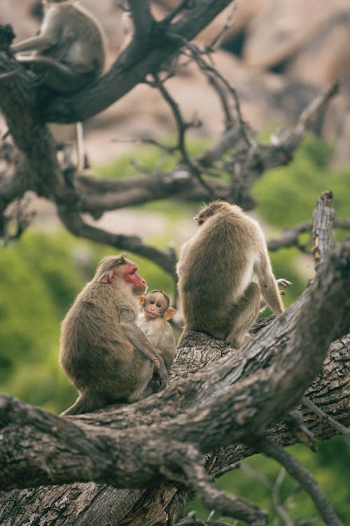 Singes Assis Sur Un Arbre