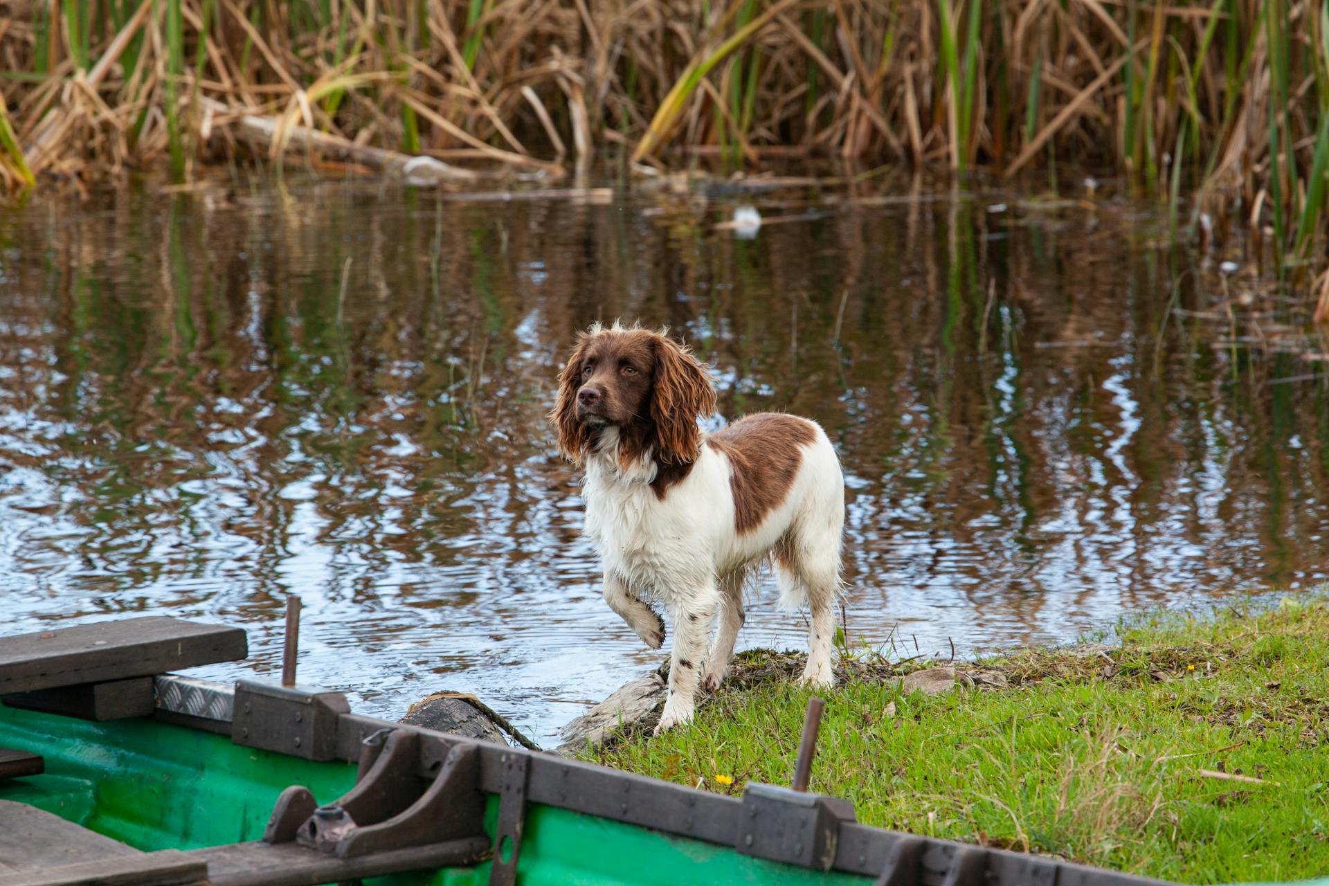 Spaniel vid flodbredden vid båten